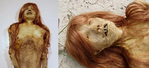 Thực hư quái vật người cá được rao bán giá cả nghìn USD ảnh 5